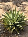 A plant with one rosette