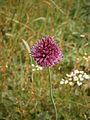 Allium sphaerocephalon var. pygmaeum