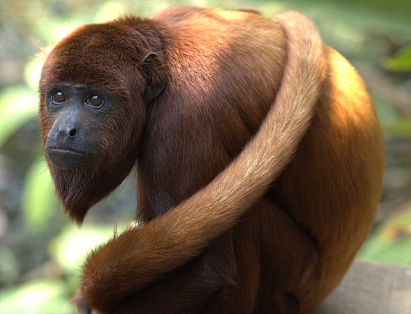 红吼猴是南美洲的一种吼猴，分布在委内瑞拉、哥伦比亚、厄瓜多尔、秘鲁、玻利维亚及巴西的亚玛逊盆地西部。