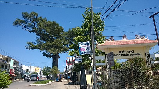 Double oil tree (left) and Trịnh Phong shrine