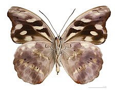 Museum specimen ♂ △ - Ventral side