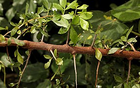 Close up of branch
