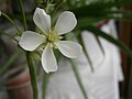 Dionaea muscipula - close-up flower