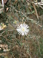 Drosanthemum eburneum