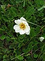 Dryas octopetala