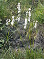 Eriophorum latifolium