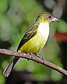 Female in northwestern Ecuador