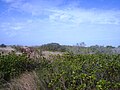 Coastal vegetation, with gullfeed in foreground