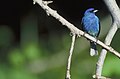 Indigo Bunting