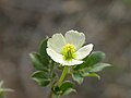 Kallstroemia pubescens in Guanacaste, Costa Rica