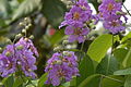 Lagerstroemia speciosa