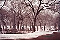 Lakewood Cemetery in Winter