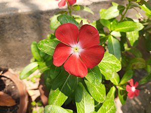 Red Catharanthus roseus
