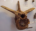 Megalosaurus caudal vertebra