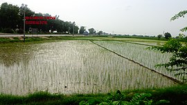 Rice fields in Mian Channu