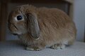 An orange coloured Miniature Lop - Side View