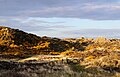 Gorse-covered dunes, May 2021