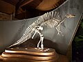 Museo di storia naturale (Venedig) Ouranosaurus Nigerensis.jpg