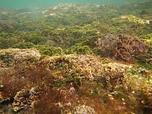许多不同的藻类，生长环境从浅水到海床