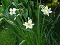 Narcissus ×medioluteus