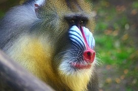 Mandrill (Mandrillus sphinx)