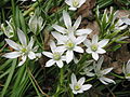 Ornithogalum umbellatum close-up