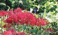 on Lycoris radiata