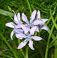 Scilla verna close-up