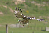 Adult male comes in for a landing, Rotorua, New Zealand