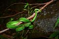 T. albolabris, White-lipped pit viper (adult, male) – Kaeng Krachan National Park