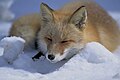 北海道赤狐