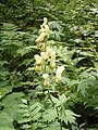 Aconitum lycoctonum subsp. vulparia