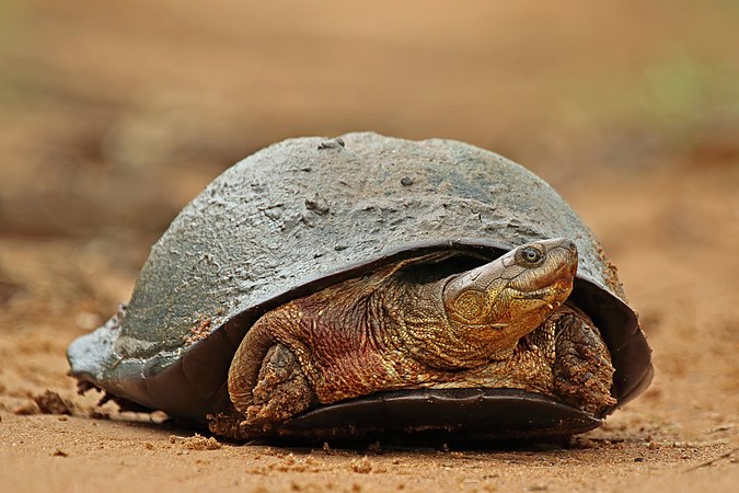 图为沼泽侧颈龟（Pelomedusa subrufa），摄于南非菲逹野生动物保护区。每年的4月27日是南非的公众假期自由日，纪念1994年种族隔离政策后第一次大选的那天。
