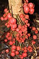 Baccaurea courtallensis fruits