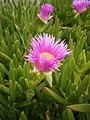 Carpobrotus edulis