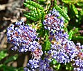 Ceanothus hearstiorum