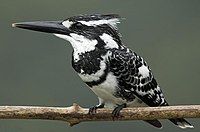 Pied Kingfisher (male)