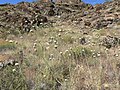 Cirsium neomexicanum