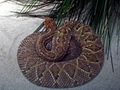 Aruba Island Rattlesnake