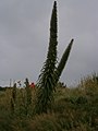 Echium pininana Ile Tatihou