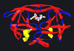 HIV protease in a complex with the protease inhibitor ritonavir. The structure of the protease is shown by the red, blue and yellow ribbons. The inhibitor is shown as the smaller ball-and-stick structure near the centre. Created from PDB 1HXW.