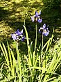 Iris sibirica at the edge of a pond