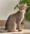 多層色虎斑（毛髮交替顯現深淺環紋的多層色，是阿比西尼亞貓和索馬利貓唯一認可的花紋）