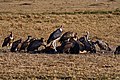秃鹳和西域兀鹫，位于肯尼亚马赛马拉