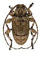 Leptostylopsis terraecolor (Horn, 1880)