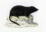 Drawing of black mole