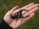 Lucanus cervus judaicus