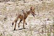 Pampas fox