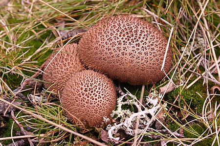 Lycoperdon umbrinum, by MichaelMaggs