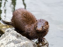 A Mink in Portland, ME.